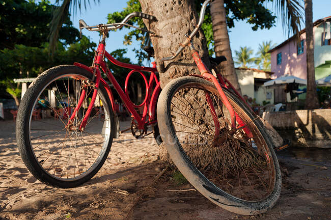 Крупный план велосипеда, привязанного к дереву — стоковое фото