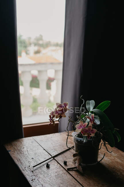 Pink blooming orchid flower growing in small pot on wooden table near window in modern dark apartment — Stock Photo