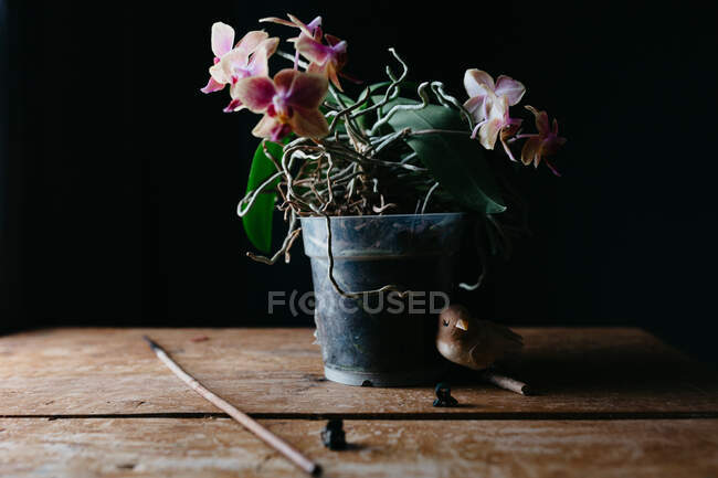 Composición de flores naturales que crecen en maceta sobre una mesa de madera en mal estado en habitación oscura - foto de stock