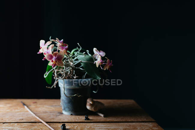 Composição das flores naturais que crescem no potenciômetro na tabela de madeira shabby no quarto escuro — Fotografia de Stock