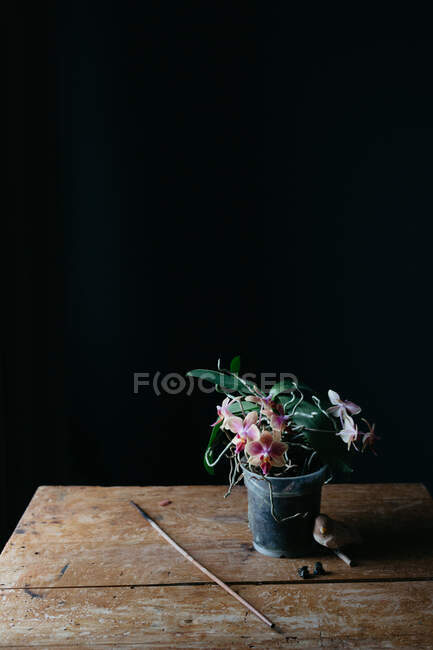 Composition de fleurs naturelles poussant en pot sur une table en bois minable dans une pièce sombre — Photo de stock