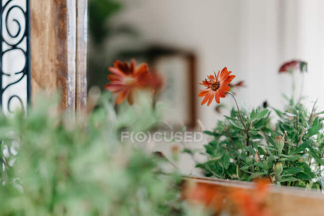 Frische rote blühende Blumen wachsen an sonnigen Sommertagen im Keramiktopf in der Nähe des Hauses — Stockfoto