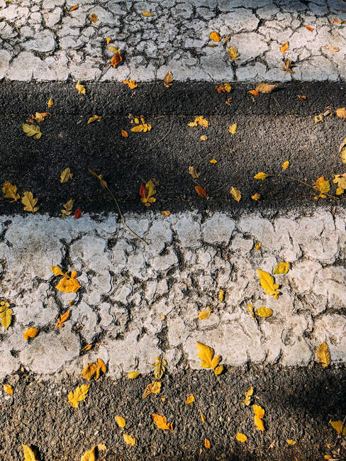 Сверху желтые опавшие листья на асфальтовом грунте с раскрашенными белыми линиями пешеходного перехода в солнечный день осенью — стоковое фото