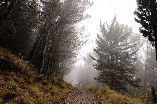 Пустой путь, окруженный хвойными деревьями в туманном лесу — стоковое фото