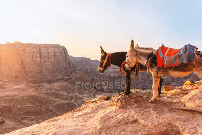 Burros de pé juntos na borda da montanha sob terreno rochoso vale seco em sightseeing lugar durante excursão turística em montanhas — Fotografia de Stock