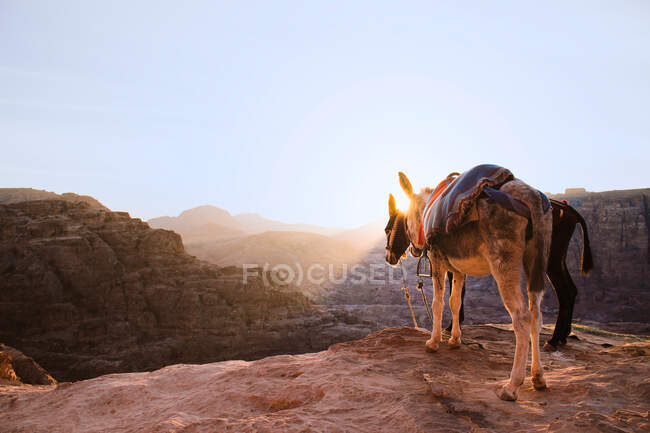 Donkeys standing together on edge of mountain under rocky terrain dry valley in sightseeing place during tourist excursion into mountains — Stock Photo
