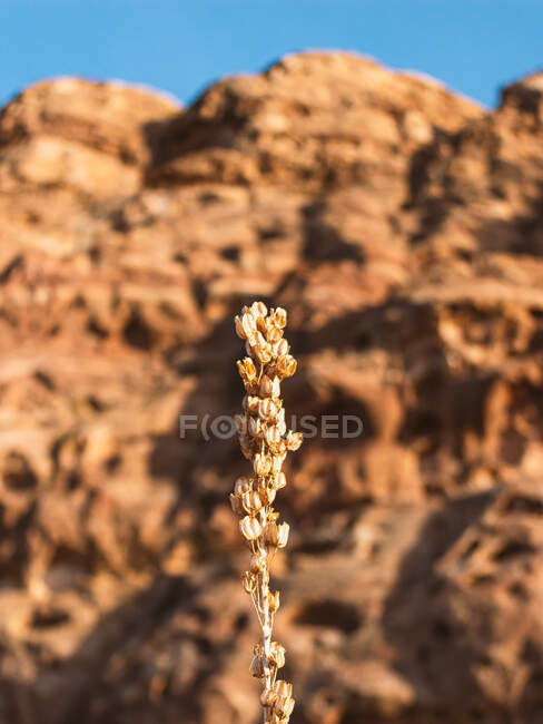 Small dry brown herb growing on rough stony ground against blurred background of rocky mountain and blue clear sky at sunny day — Stock Photo