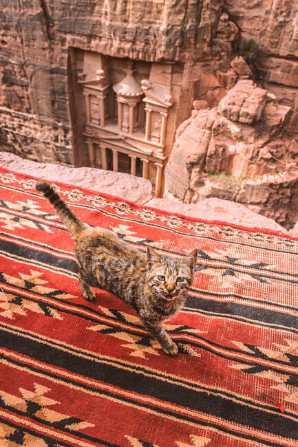 Von oben von gestreifter Katze, die auf rotem Teppich mit nationalem Ornament am Rande des Berges vor dem berühmten alten geschnitzten Steingebäude wandelt — Stockfoto
