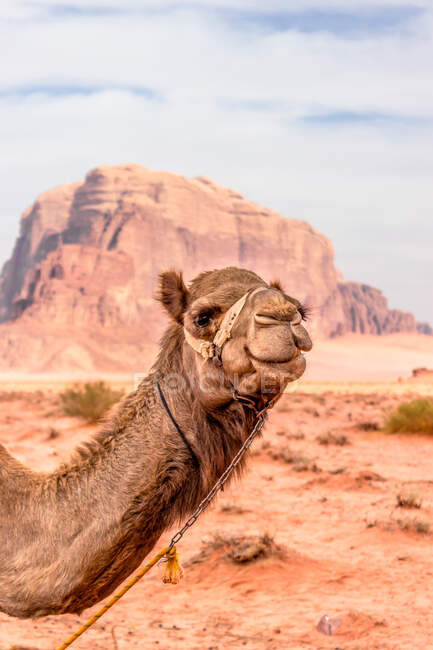 Camel standing on sandy ground with rare desert plants on background of terrain with mountains in sunny day with cloudy sky waiting for tourists for journey on traditional animal transport — Stock Photo