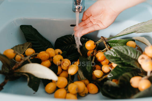 Frauenhand und Mispelfrucht auf Zweigen mit grünen Blättern im Waschbecken, Wasser fließt vom Kranich — Stockfoto