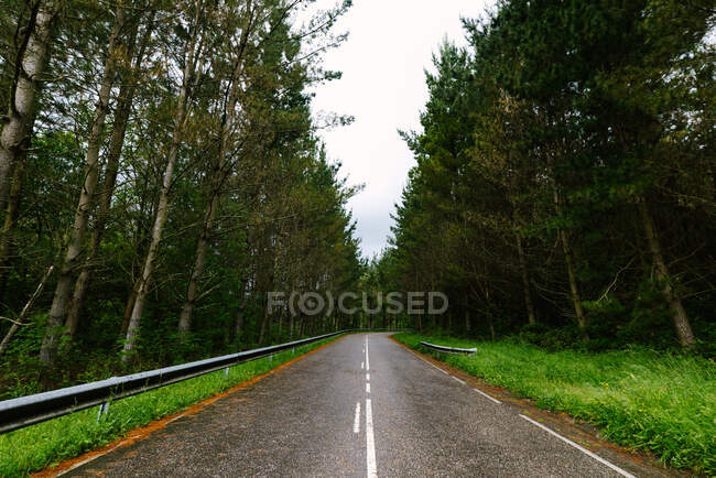 Empty roadway surrounded by tall green trees on cloudy day — Stock Photo