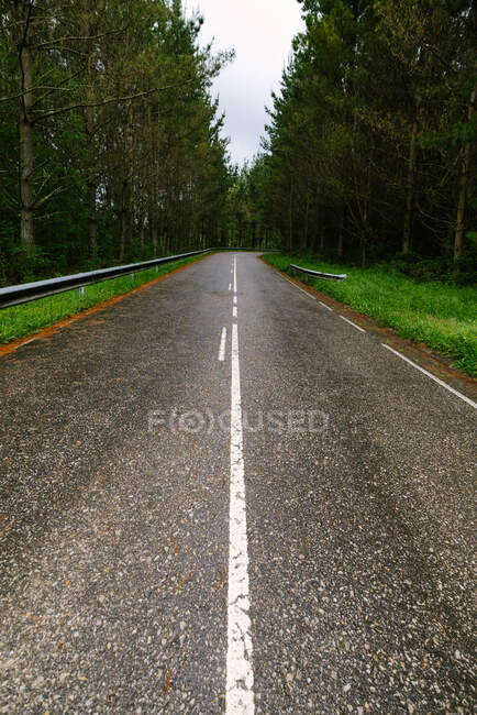 Волога асфальтна дорога оточена зеленими деревами. — Stock Photo