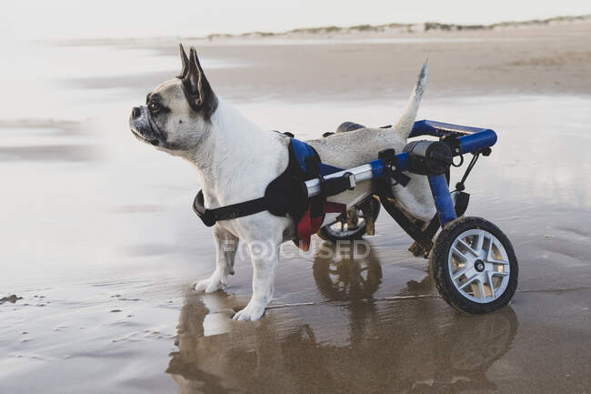 Vista lateral do bulldog francês na cadeira de rodas em pé na areia molhada na costa e olhando para longe — Fotografia de Stock