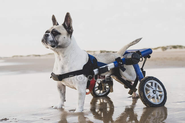 Side view of french bulldog on wheelchair standing on wet sand at coastline and looking away — Stock Photo
