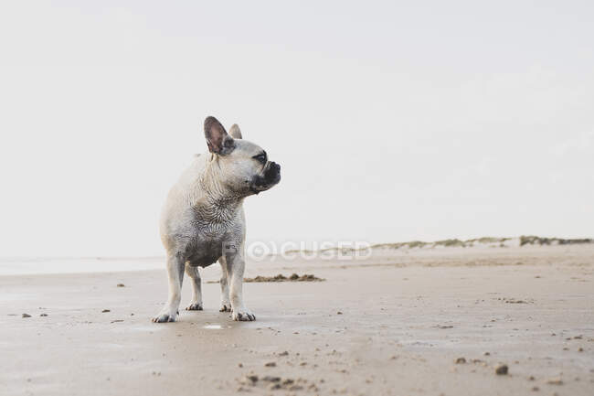 Милая домашняя собака стоит на мокром песке на берегу моря и смотрит в сторону — стоковое фото