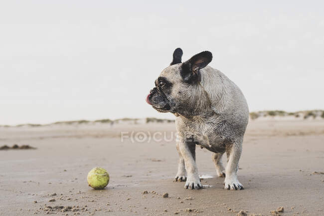Cão doméstico bonito com bola de tênis na areia molhada na praia e olhando para longe — Fotografia de Stock