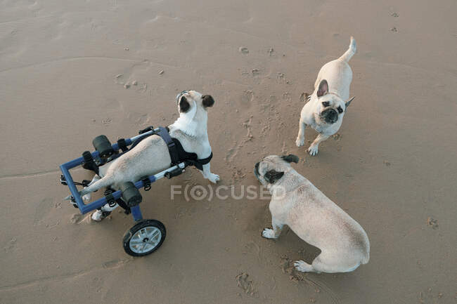 Cão doméstico bonito com bola de tênis na areia molhada na praia e olhando para longe — Fotografia de Stock