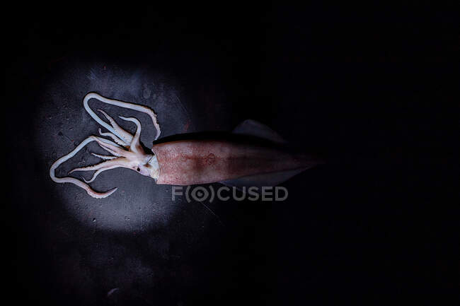 Зверху невареного м'яса кальмарів, розміщеного на чорному столі на чорному тлі в студії — стокове фото