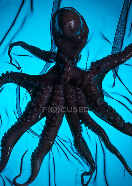 From above of wet octopus placed on transparent table with neon lightning in luxury restaurant — Stock Photo