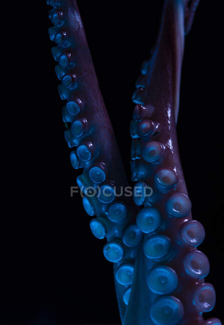 Lungo tentacolo di polpo crudo posto su sfondo nero nel ristorante di lusso — Foto stock