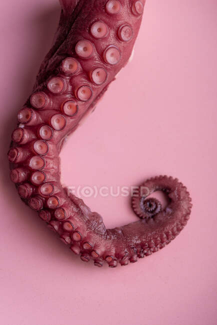 Long tentacule de poulpe cru placé sur une table rose dans un restaurant de luxe — Photo de stock