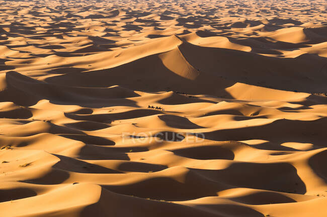 Drone vista spettacolare scenario del deserto con dune di sabbia e carovana di cammello nella giornata di sole in Marocco — Foto stock