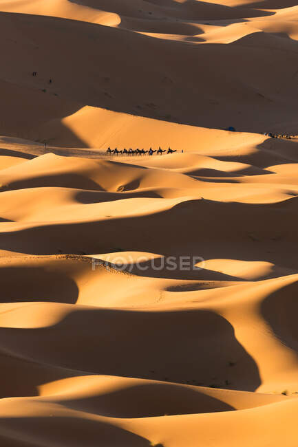 Drone view of spectacular scenery of desert with sand dunes and camel caravan on sunny day in Morocco — Stock Photo