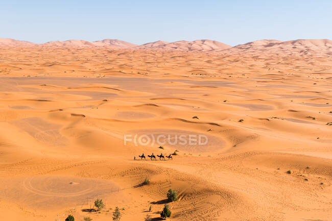 Вид с беспилотника на живописные пейзажи пустыни с песчаными дюнами и караваном верблюдов в солнечный день в Марокко — стоковое фото