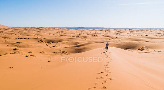 Обратный вид на неузнаваемого туриста, наслаждающегося прогулкой по песчаной местности в пустыне Марокко в солнечный день с голубым небом — стоковое фото