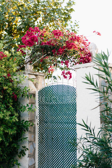 Cortile con piante verdi fresche e alberi da fiore circondato da recinzione in pietra bianca con porta reticolo verde in soleggiata giornata estiva in campagna — Foto stock