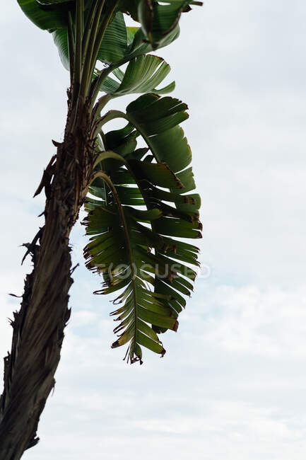 Von unten eine tropische Palme mit üppigen Blättern, die vor dem Hintergrund eines atemberaubenden Himmels wachsen — Stockfoto