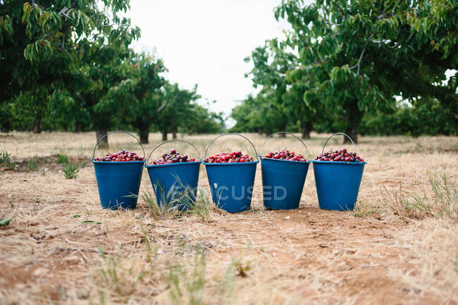 Cosecha fresca de cerezas recogidas colocadas en cubos de plástico en el jardín de verano - foto de stock