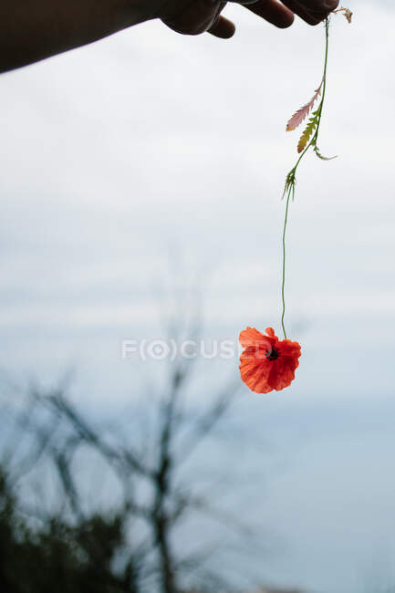 Persona irreconocible demostrando una pequeña flor de amapola roja sobre un fondo borroso de cielo nublado en temporada de otoño durante un viaje por el campo disfrutando de la belleza de la naturaleza - foto de stock