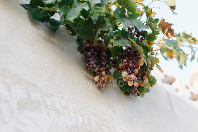Low angle of fresh natural garden grapes growing behind white fence spreading branch with bunches over fence at countryside during sunny summer day — Stock Photo