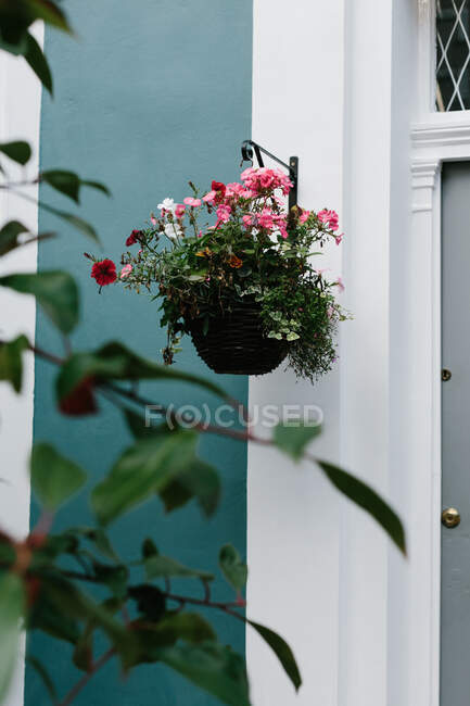 Fachada de casa con puerta azul y pared blanca decorada con planta rastrera con flores florecientes en día soleado en verano - foto de stock