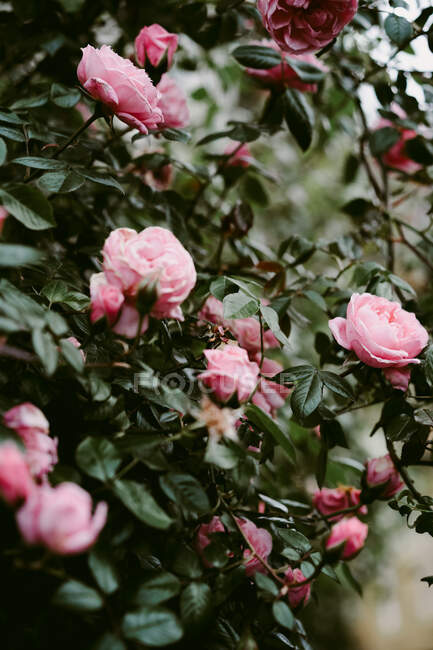 Dall'alto di peonie selvatiche lucenti pittoresche con petali rosa gentili e crescita su campo — Foto stock
