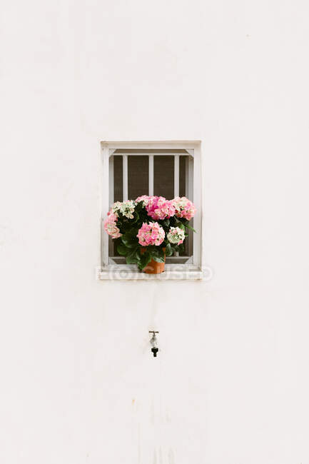 Hausfassade mit weißer Wand mit blühenden Blumen auf einem Topf an einem sonnigen Tag im Sommer — Stockfoto