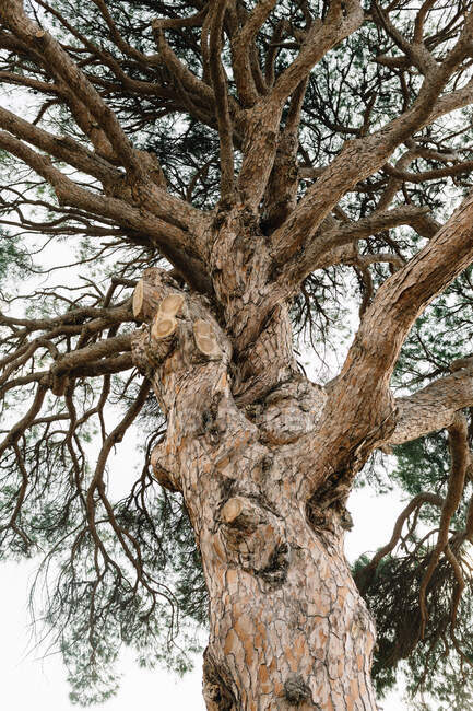 Desde abajo del tronco grande del árbol con corteza malhumorada y llena de baches y grandes ramas que crecen en el parque tranquilo por la tarde - foto de stock