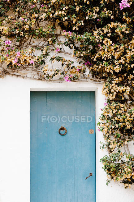 Fachada da casa com porta azul e parede branca decorada com planta rastejante com flores florescentes no dia ensolarado no verão — Fotografia de Stock