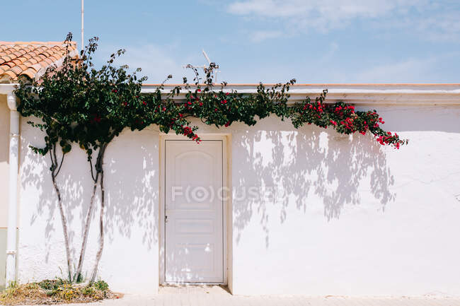 House facade with whitewashed wall and white door near thin tree trunk with creeping branches and blossoming red flowers under blue sky on sunny day — Stock Photo