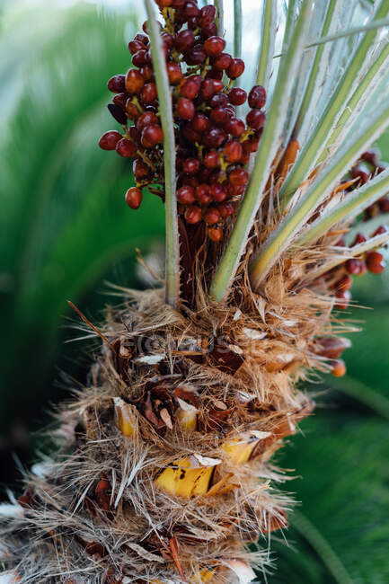 Un tronc de palmier à pêche irrégulier avec de hautes tiges et un bouquet de petites baies rouges derrière les feuilles de fougère l'après-midi — Photo de stock