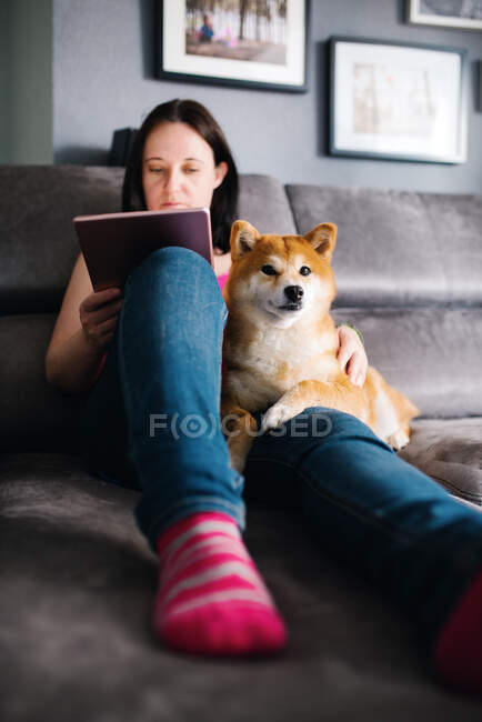 Focused female in casual outfit surfing tablet while sitting on cozy plush couch with and hugging cute Shiba Inu dog during free time at weekend day in cozy living room — Stock Photo