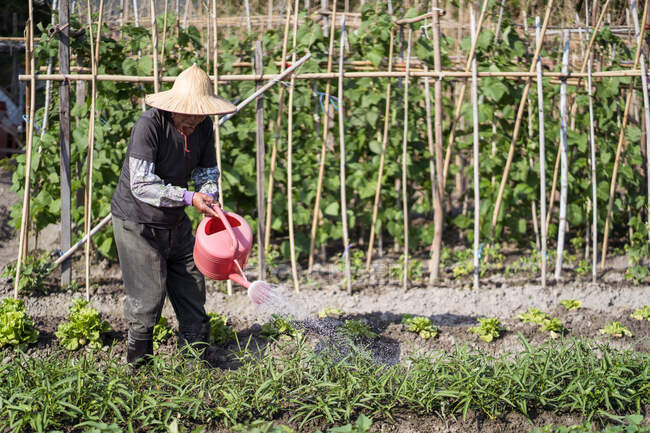Homme asiatique d'âge moyen en chapeau de paille orientale traditionnelle en utilisant un pot d'arrosage tout en versant des plantes vertes poussant dans le jardin à Taiwan — Photo de stock