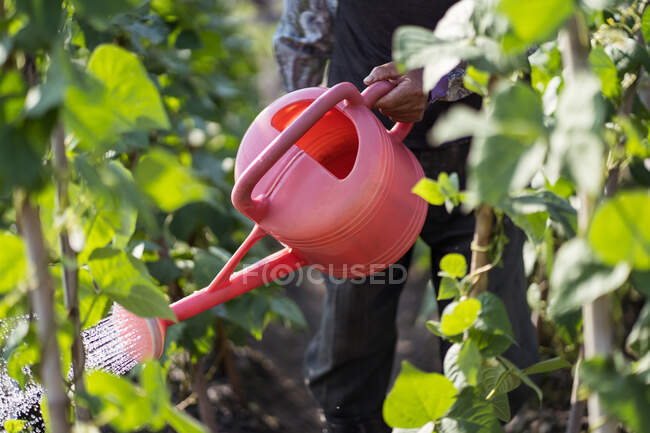 Cropped unrecognizable man using watering pot while pouring green plants growing in garden in Taiwan — Stock Photo