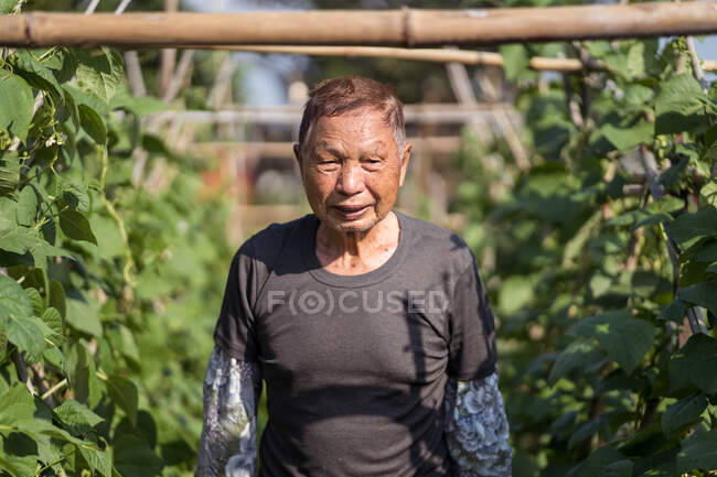 Senior Asian man in casual clothes smiling away against blurred green plants growing on farm in hot sunny day in Taiwan — Stock Photo