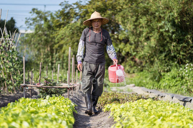 Hombre asiático de mediana edad de cuerpo completo en sombrero de paja oriental tradicional mirando a la cámara y usando una olla de riego mientras vierte plantas verdes que crecen en el jardín en Taiwán - foto de stock