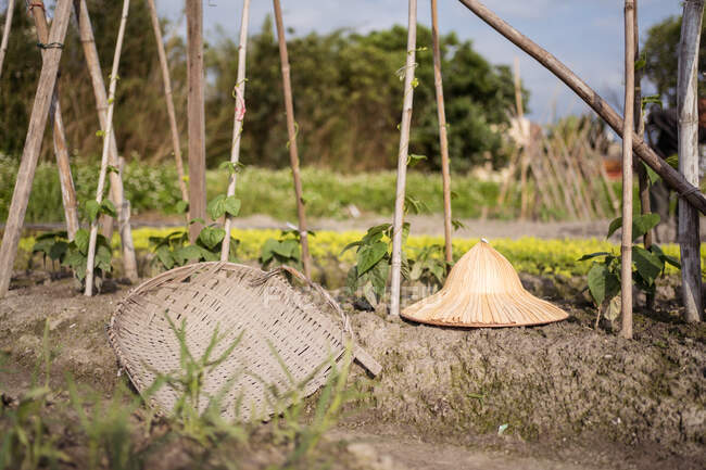 Oriental conical hat and wicker tray on dry soil among fresh green plants cultivated on farm in Taiwan — Stock Photo