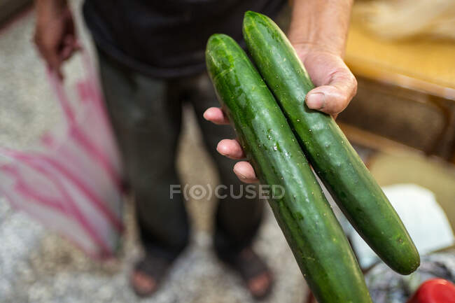 From above faceless gardener demonstrating at camera harvest of fresh ripe cucumbers with smooth peel on farm in Taiwan — Stock Photo
