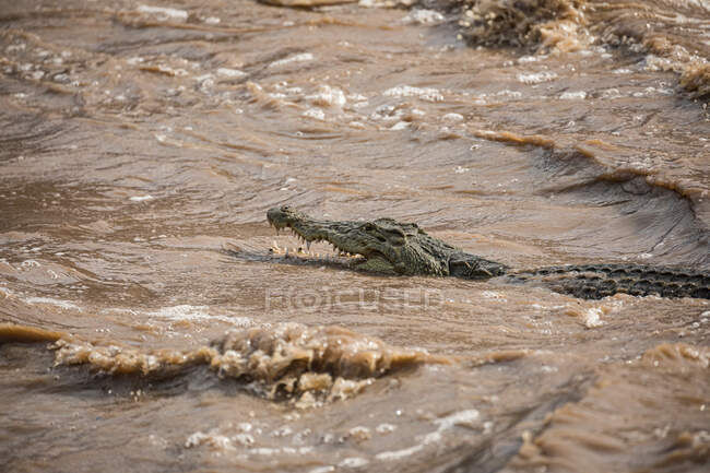 Vista lateral del caimán salvaje con la boca abierta y los dientes afilados escondidos en el agua sucia del río rápido Awash Falls Lodge - foto de stock