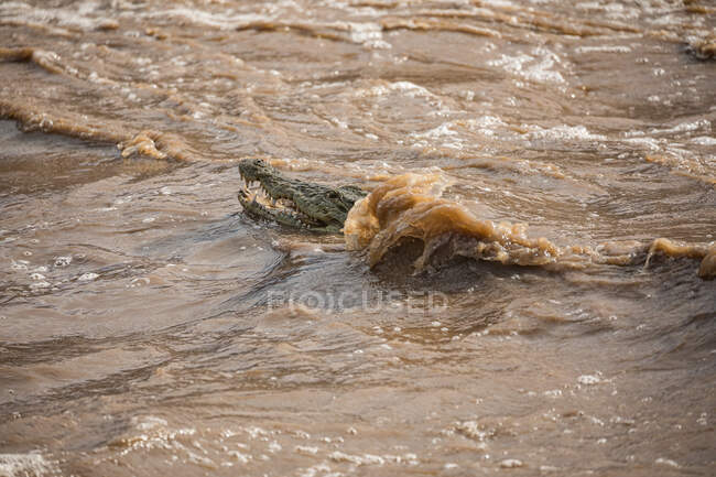 Vista lateral do jacaré selvagem com boca aberta e dentes afiados escondidos na água suja do rio rápido Awash Falls Lodge — Fotografia de Stock
